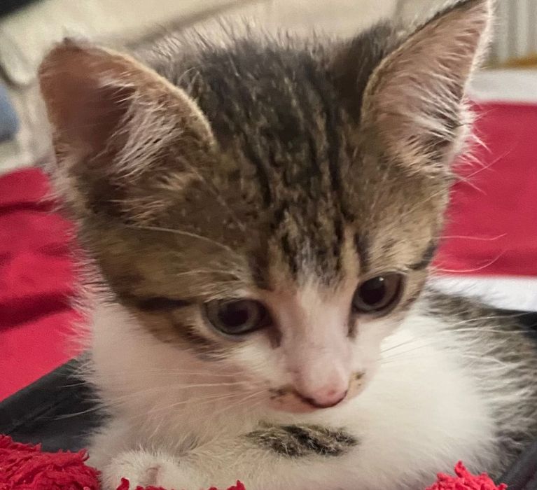 Adopții pisici - pui