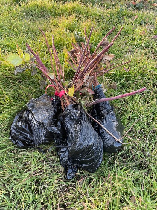 Drajoni Zmeur - Plantația Boabe Dulci