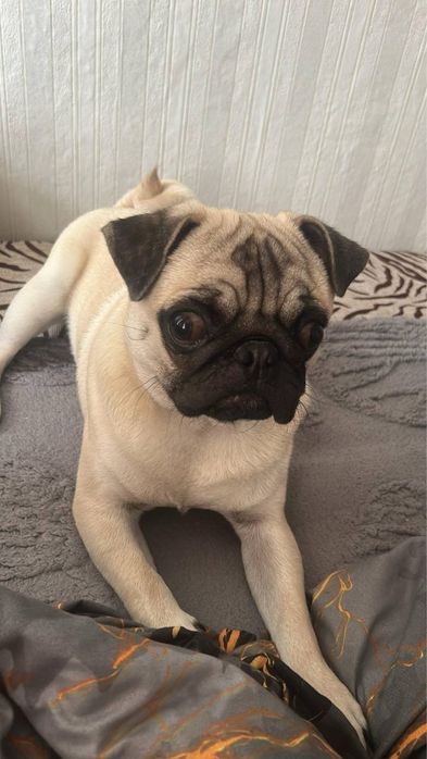 Продадим Мопса мальчик