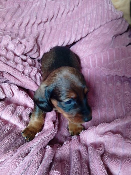 Бронь щенят таксы