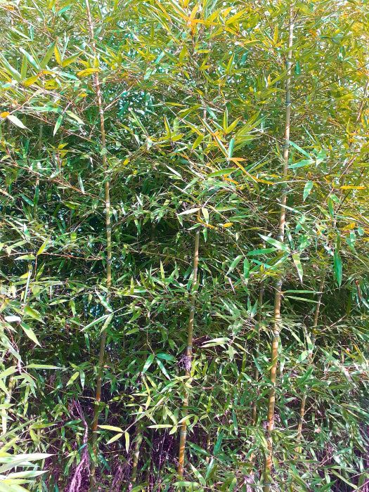 Vand bambus aclimatizat