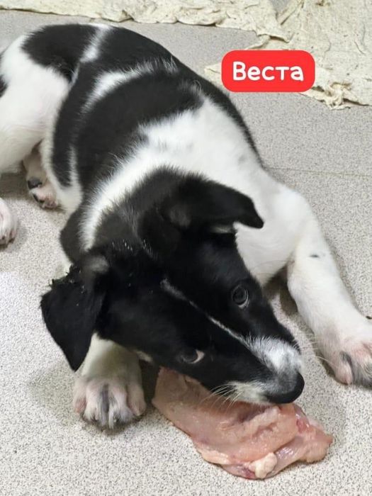 Пристрою красавицу