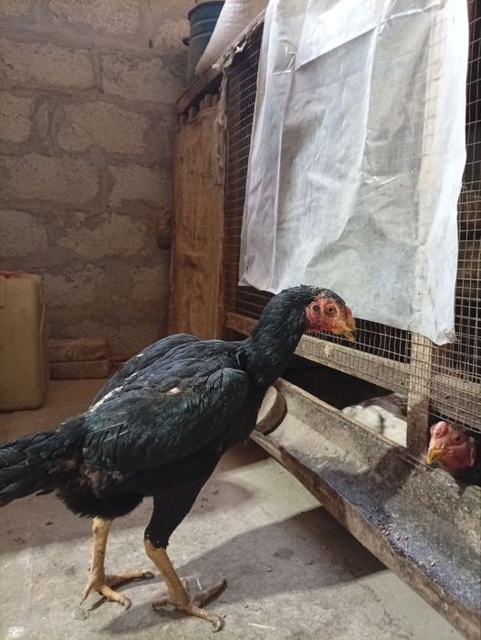 Дакен макёнлар сотилади