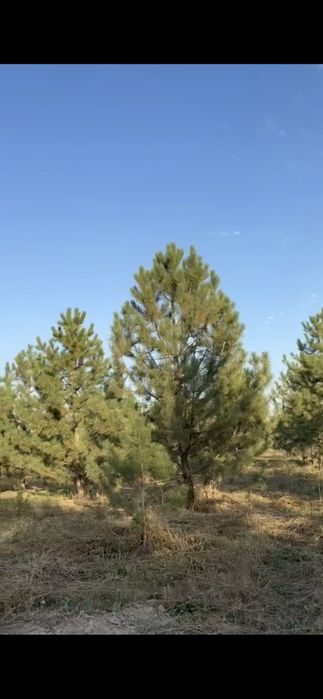 Сосна крымская 6,7,8м