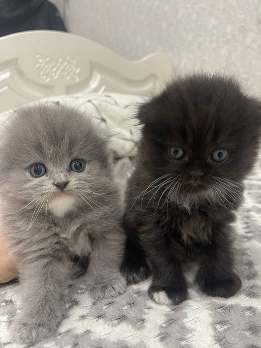 Вязка кот , шотландец Скоттиш-фолд