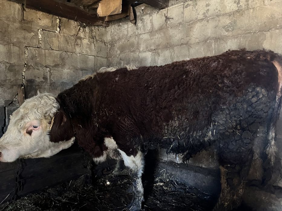 Ақ бас бұқа сатылады