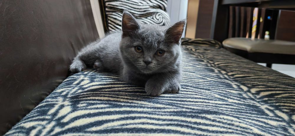 Британско късокосместо коте