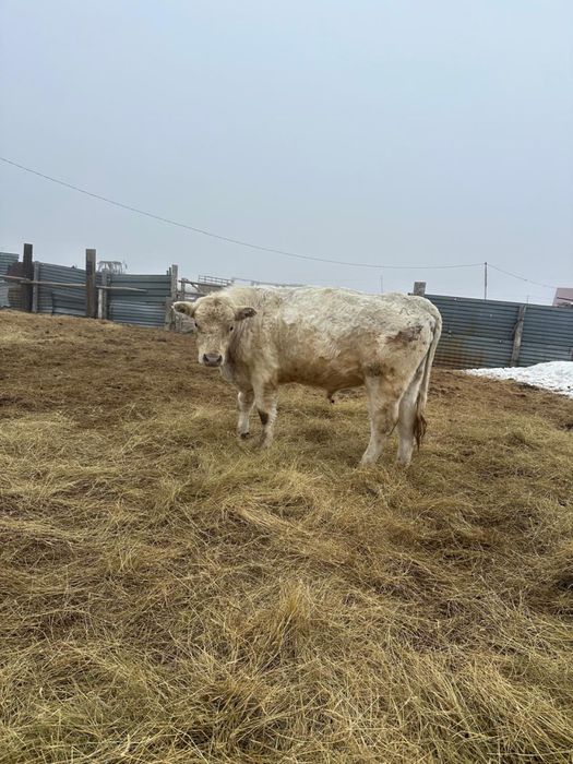 3 жасар бұқа сатылады