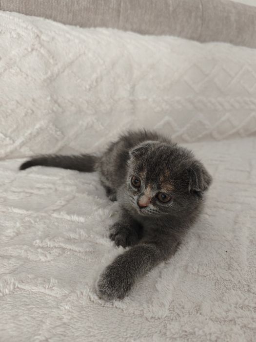Продаются котята, мушукчала сотилади