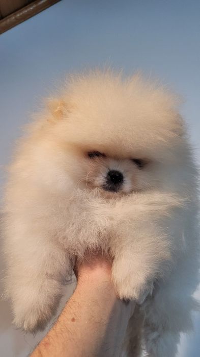 Pomeranian cățelușă