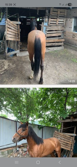 Пиодам жеребца. 5 лет