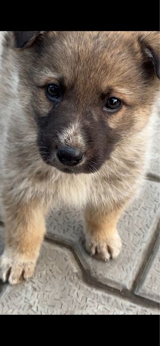 Щенки звоночки в добрые руки