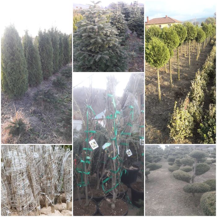 Vindem tuia brazi mesteacăn tei platan magnoli liliac cedru etc