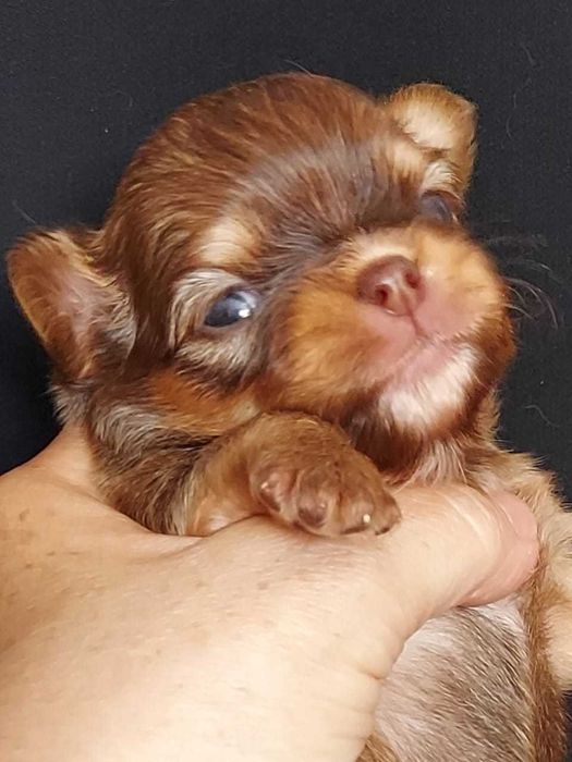 Продаю щенков чихуахуа