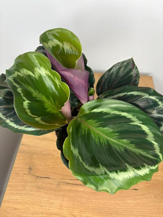 Калатея вича свежее растение