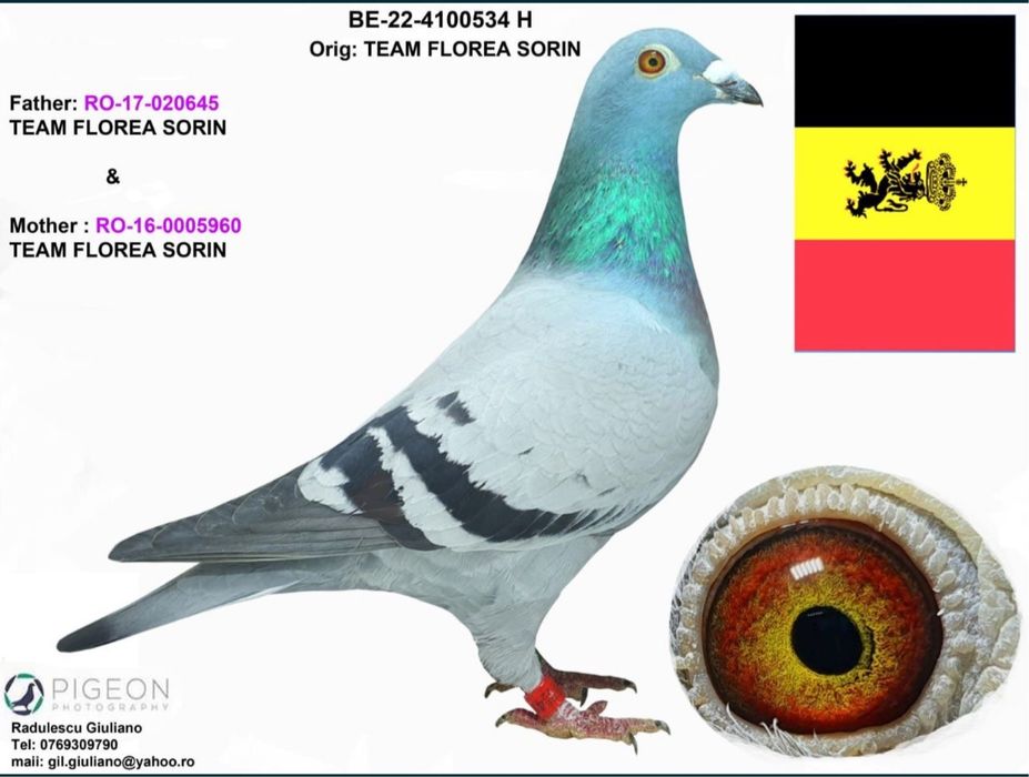 Porumbei voiajori din parinti cu pedigree