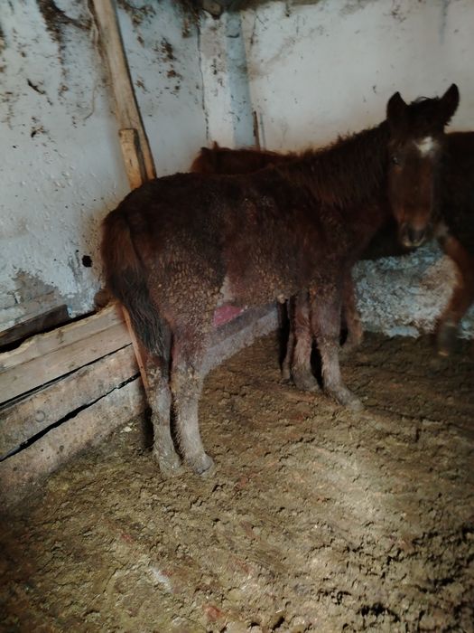 Продам лошадей тай