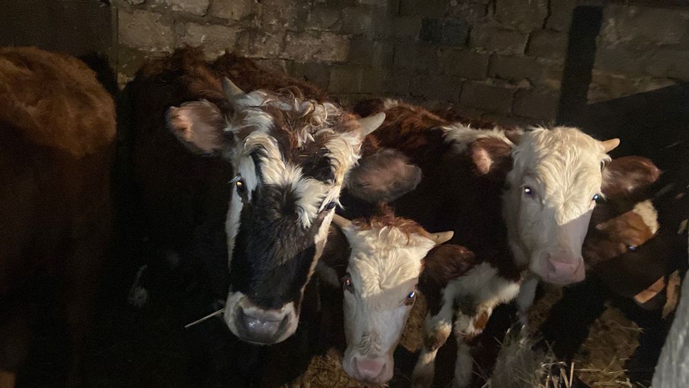 Продам молодняк по 320к