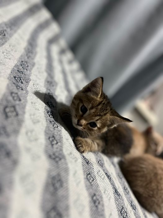 Отдам котят в добрые руки