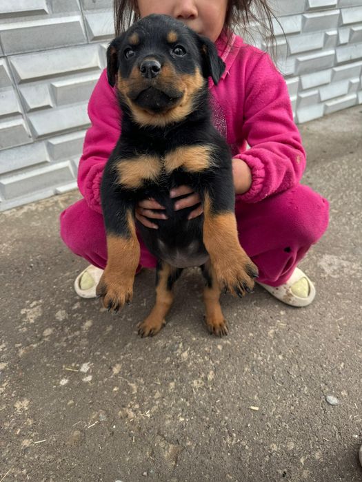 Ротвейлер щенки,