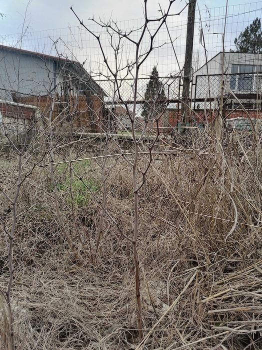 Продавам Хинап фиданки