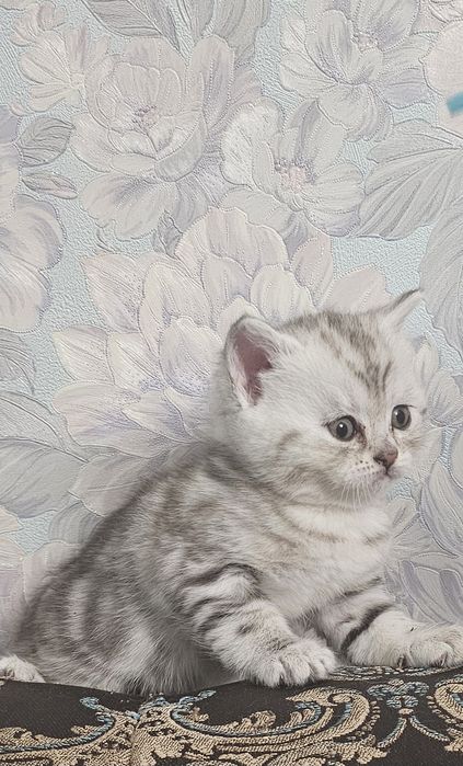 Британские котята