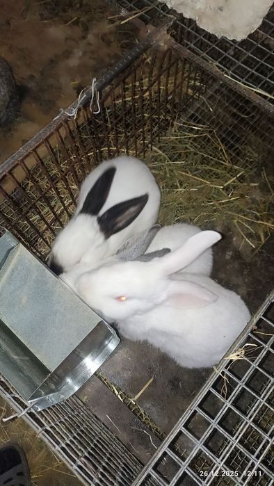 Кролики 4 месячные