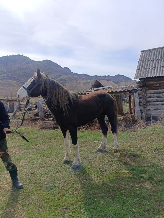Продажа жеребца 5летка