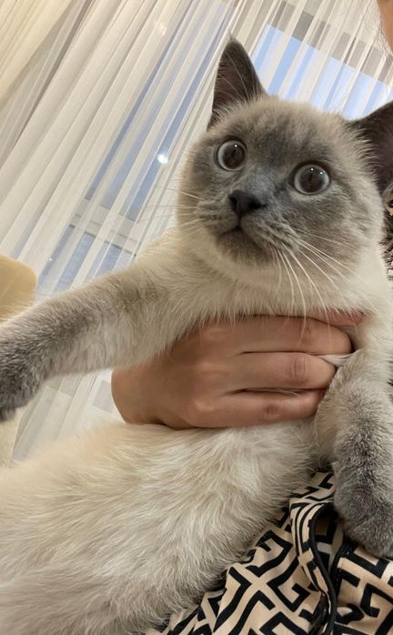 Отдам кота балезийской породы