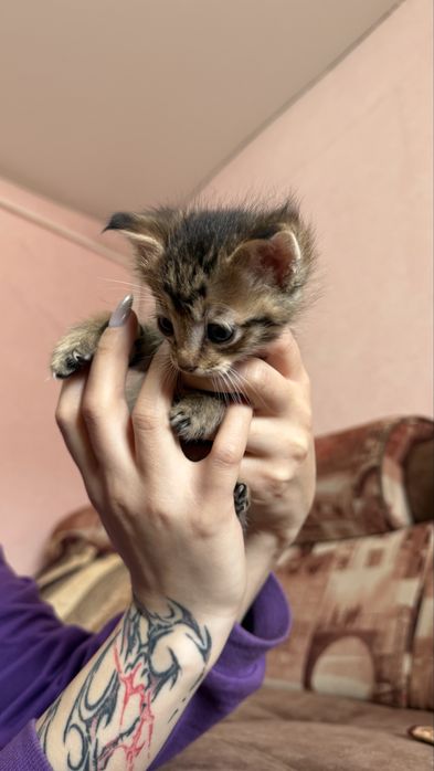 Отдаем котят в хорошие руки