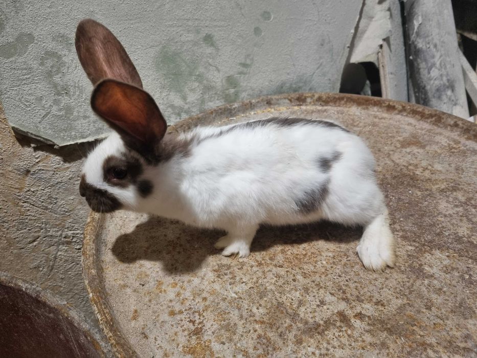 Iepuri Fluture German !