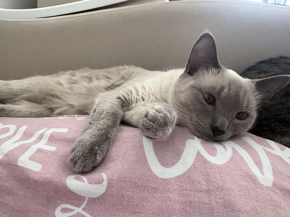 Кошка в добрые руки