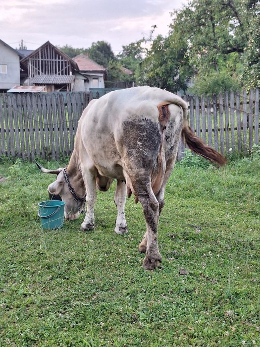 Vand vaca de taiat sau tinut