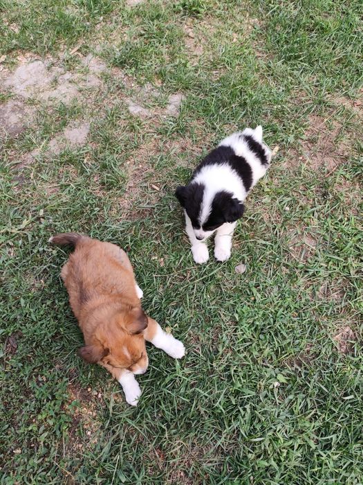Donez căței pentru adopție