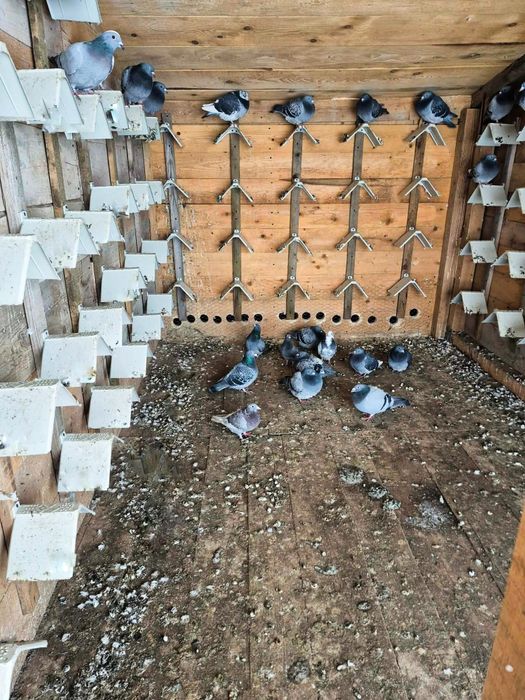 Odihnitoare porumbei