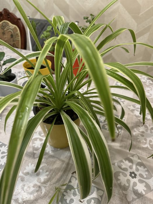 Комнатные цветы, распродажа!