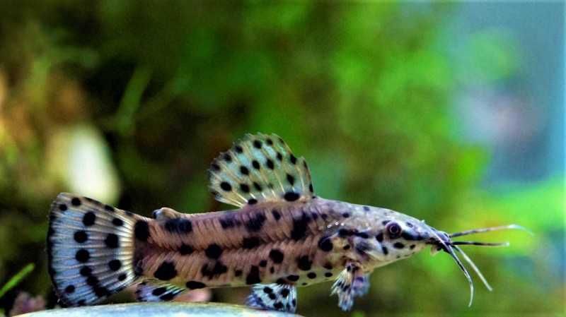 Аквариумная рыбка-Таракатум -Hoplosternum thoracatum