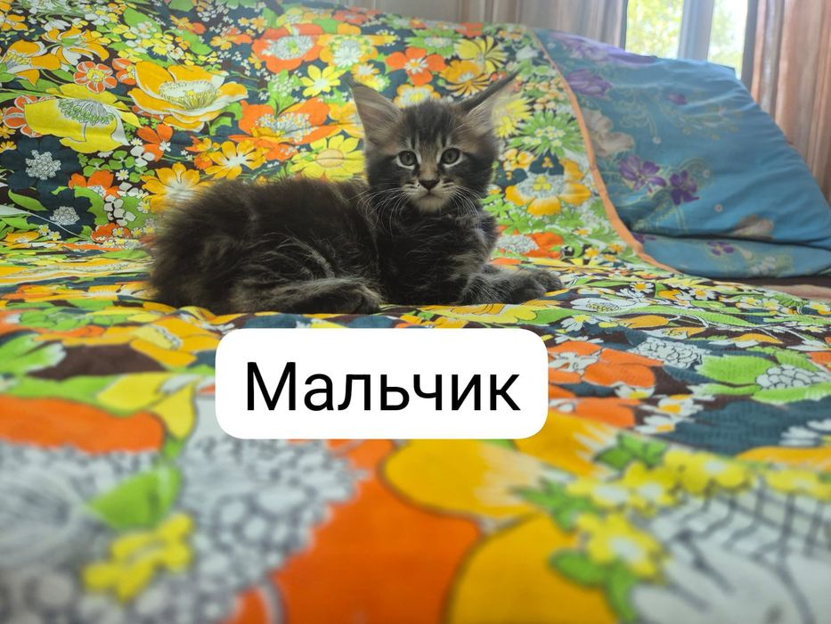 Котята Мэйн-кун. Продам