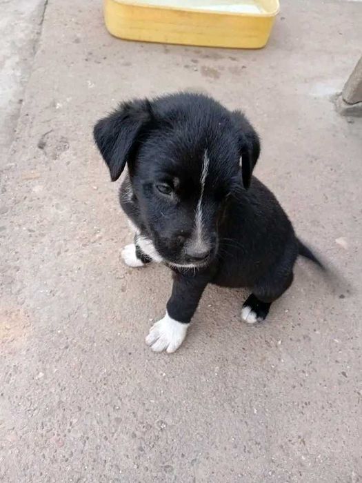 Подаряват се кученца на 3 месеца