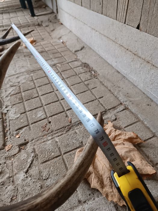 Еленски рога трофей