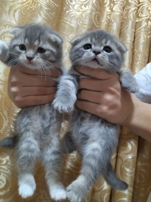 Котята вислоухие