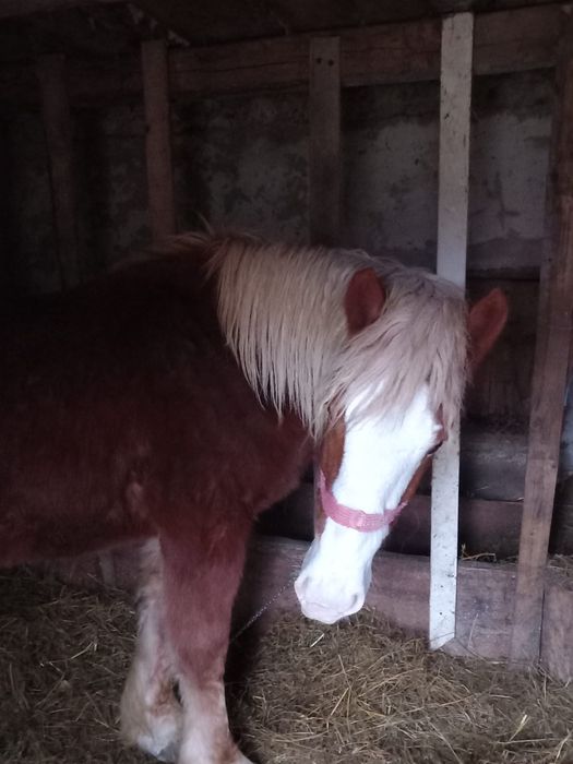 Vând mânz 1 an si 9 luni