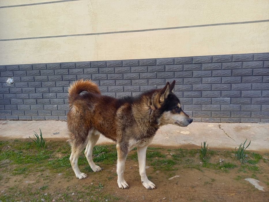 Сибириская лайка кобель