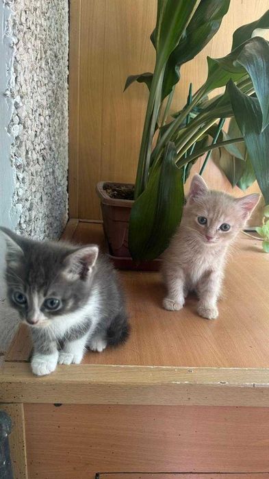 Славные котята ищут доброго хозяина