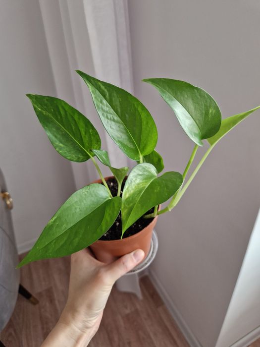 Эпипремнум золотистый от 500 тг