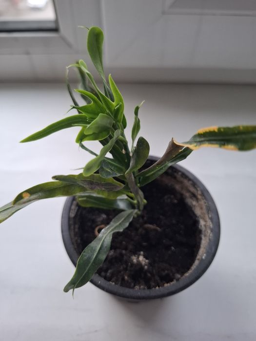 Продам домашний цветок Кротон