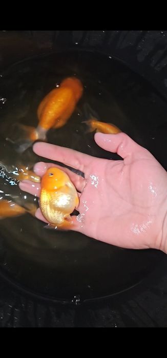 Carasi ranchu si oranda