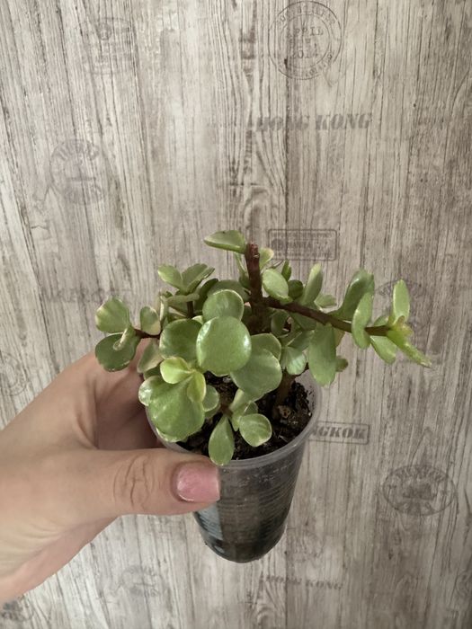 Комнатные растения