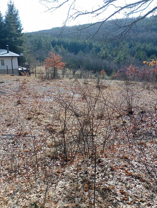 Имот в с.Дреново