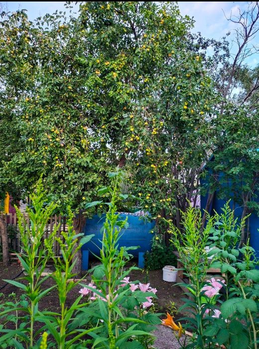 Продаю дачу в обществе "Мичуринец"